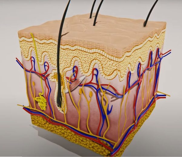 Shin Software Configuratore 3d campo medico